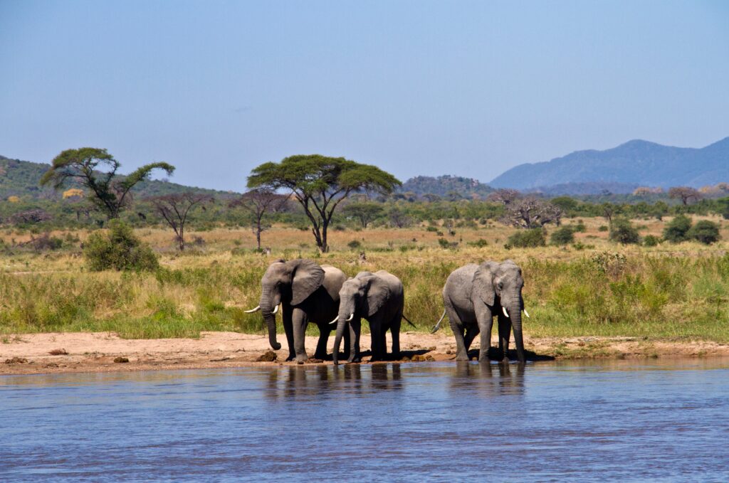 Tanzania Beach And Safari Package | Enchanting Travels