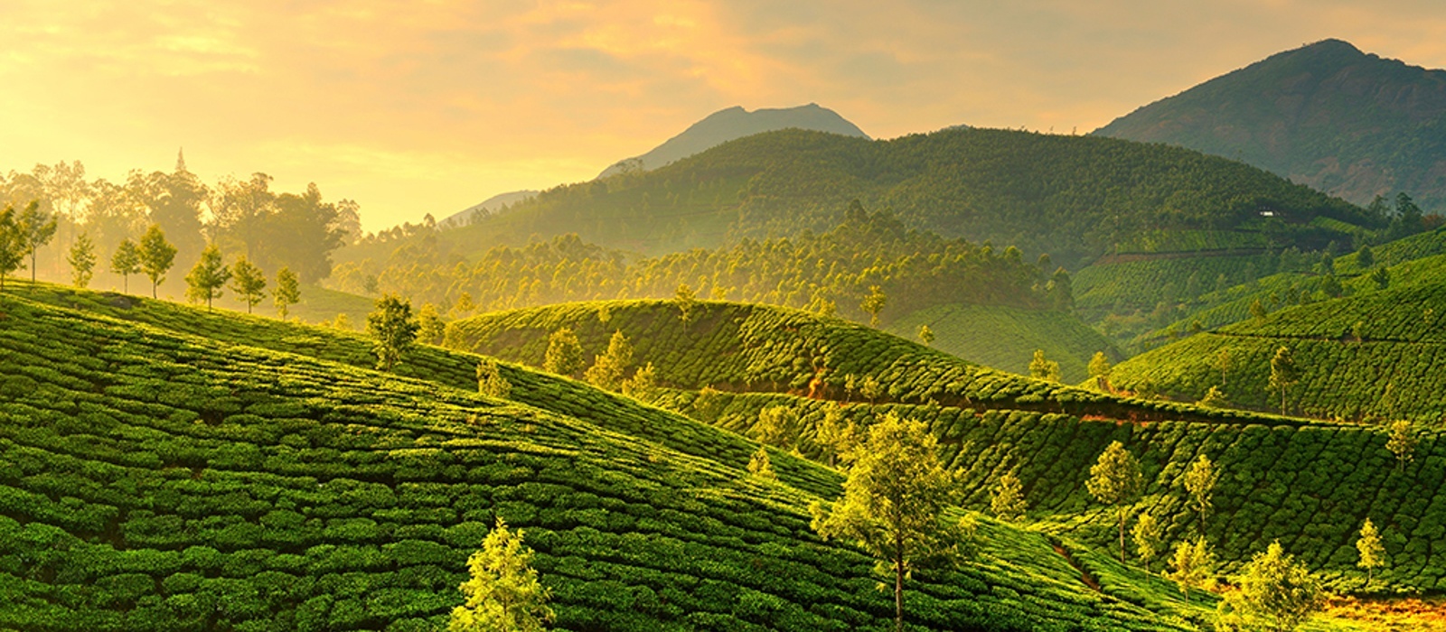 Munnar - Südindien Individualreisen | Enchanting Travels