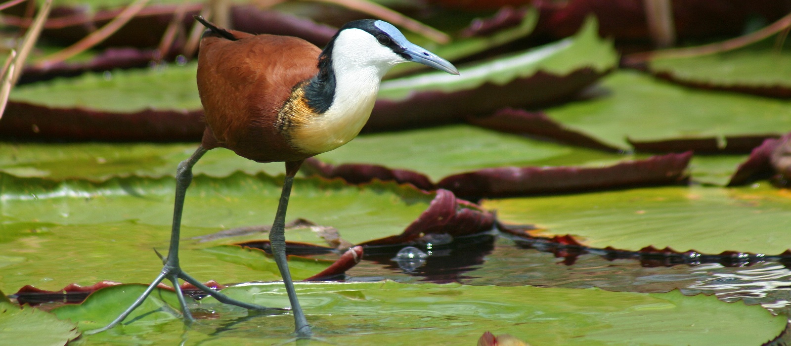 Discover the Top 10 Places to Visit in Namibia - River Safaris and Bird Watching in Caprivi