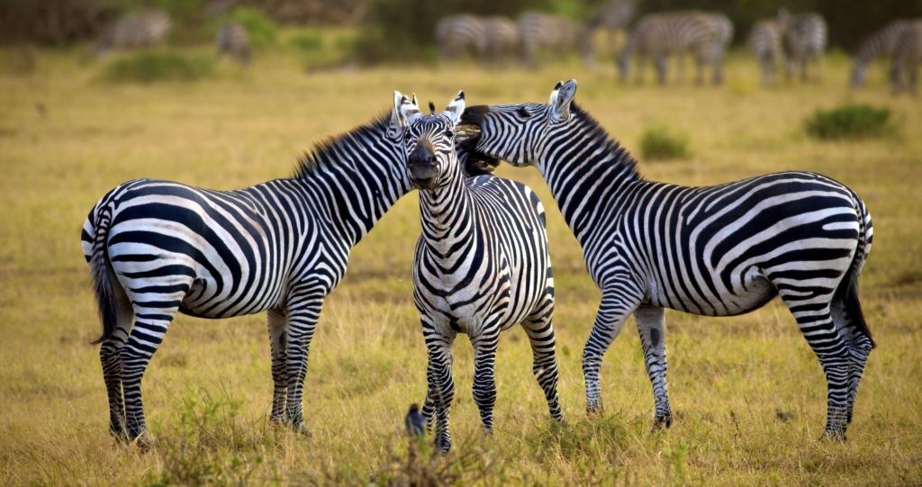 Arusha Safari & Custom Tanzania Tours | Enchanting Travels