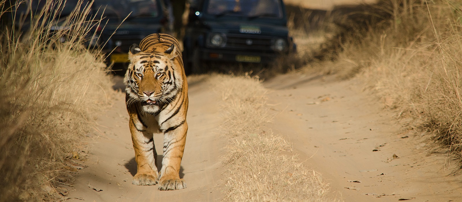 Safari in India: Meet the Royal Bengal Tiger