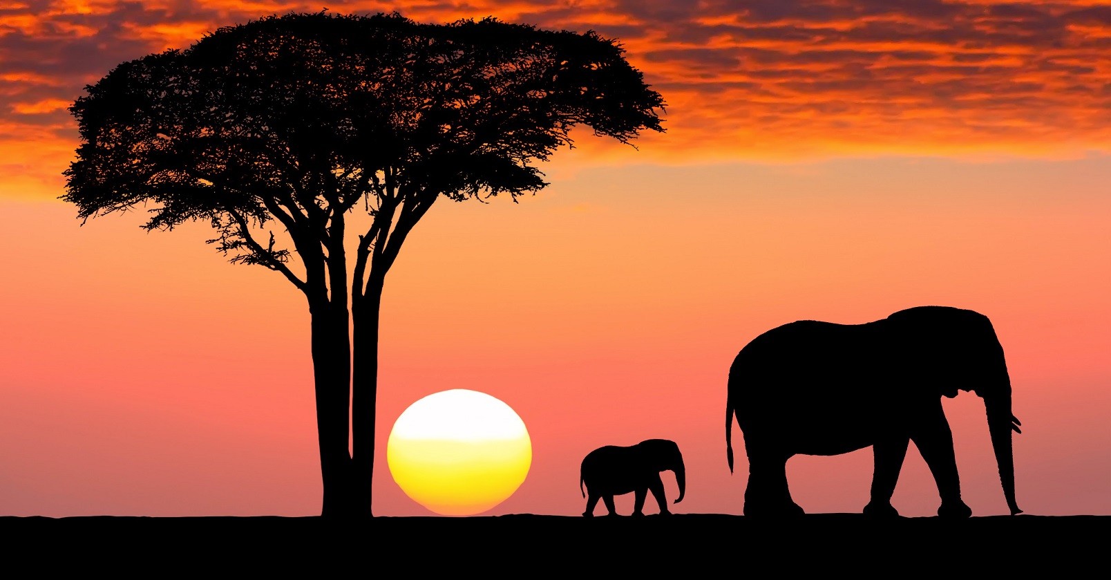 Amazon.com: The Serengeti's Great Migration: 9780789206695