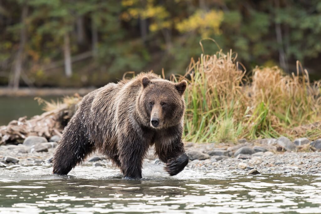 Kleena Kleene Enchanting Travels